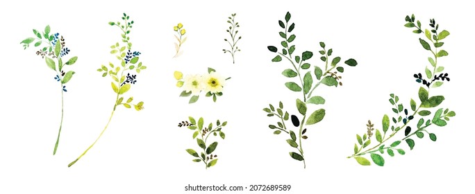 Watercolor elements green leaves branches set. Botanic composition watercolor hand-painted isolated on white background, Suitable for natural botanical decoration design, background, wedding, cards.