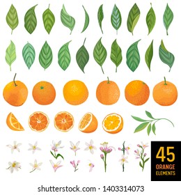 Elementos acuarelas de naranjas, hojas y flores para carteles, banderas de verano cítricos, plantillas de diseño, fondos de pared de primavera. Ilustración del vector