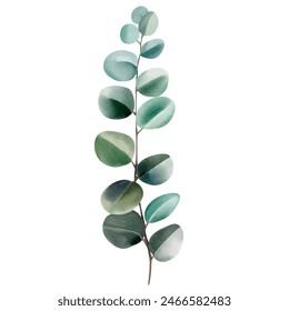 Watercolor eucalyptus branch. Hand drawn eucalyptus illustration