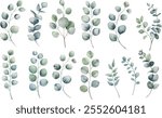 Watercolor eucalyptus leaves vector illustration. Green leaves, green branches collection, eucalyptus.