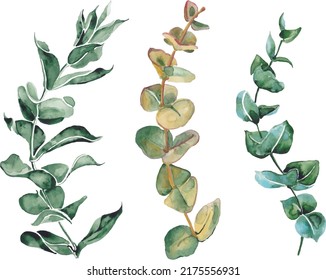 watercolor eucalyptus leaves vector illustration