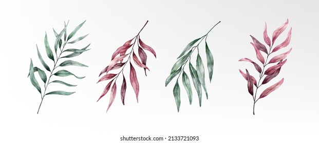 Watercolor eucalyptus red green pointy leaves collection vector design, isolated hand coloring with paper texture