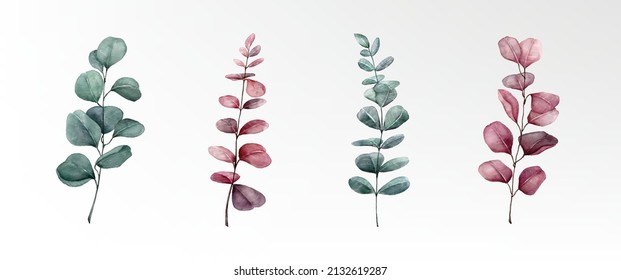 Watercolor eucalyptus red green round leaves collection vector design, isolated hand coloring with paper texture