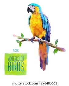 Watercolor exotic bird isolated on white background. Vector illustration