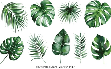 Watercolor Exotic tropical leaves Vcetor. Exotic plants, palm leaves, isolated on white background. 