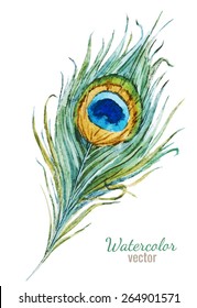 watercolor, feathers, peacock, drawing