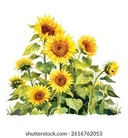 watercolor A field of sunflowers in full bloom illustration