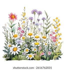 watercolor A field of wildflowers in full bloom illustration