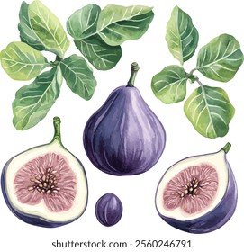 watercolor fig fruit set with leaves on white, vector collection