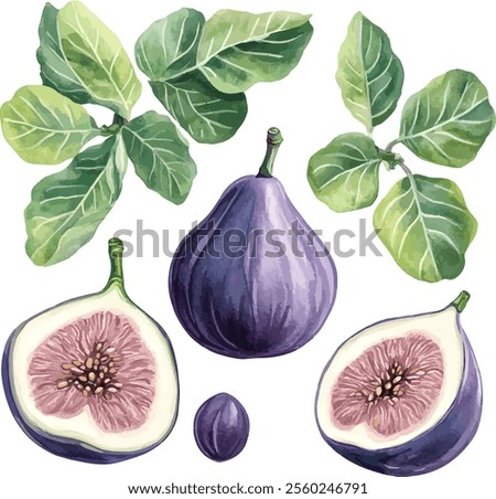 watercolor fig fruit set with leaves on white, vector collection