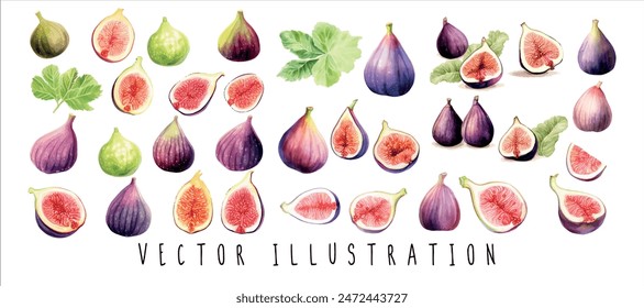 watercolor fig fruit and slices with leaves collection set. Watercolor style hand-drawn illustration. Vector illustration design