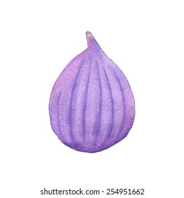 Watercolor fig on the white background, aquarelle. Vector illustration. Hand-drawn fruit decorative element useful for invitations, scrapbooking, design. 