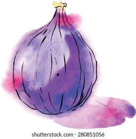 Watercolor fig, vector. Hand drawn.