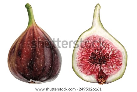 Watercolor figs pair. Hand drawn illustration in high resolution.