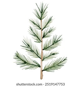 Watercolor fir branch. Green spruce branch. Hand drawn illustration with pine 