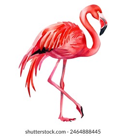 Watercolor flamingo isolated on white background. Vector flamingo. Watercolor summertime element.