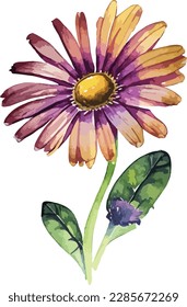 Watercolor floral arrangements with beautiful African Daisy flower, Watercolor floral bouquet