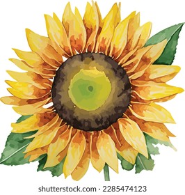 Watercolor floral arrangements with beautiful sunflowers, Watercolor sunflowers floral bouquet