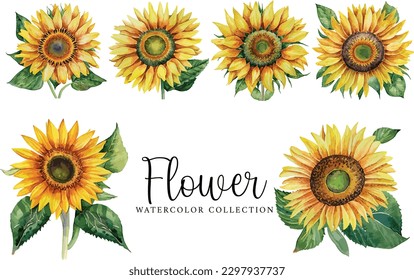 Buqué acuarela floral aislado en fondo blanco, colección de girasoles acuáticos
