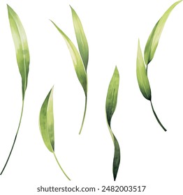 Watercolor floral collection. Illustration set with green wild leaves. Botanic illustration isolated on white background for wedding, greetings, wallpapers, fashion, backgrounds, wrappers, print