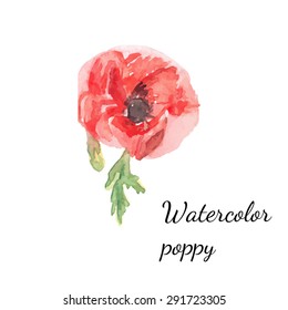 Watercolor floral decoration. Watercolor vector illustration of poppies