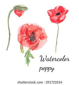 Watercolor floral decoration. Watercolor vector illustration of poppies
