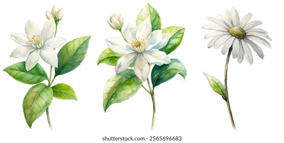 Watercolor floral illustration, delicate white flowers, green leaves, botanical art, nature-inspired design, soft colors.