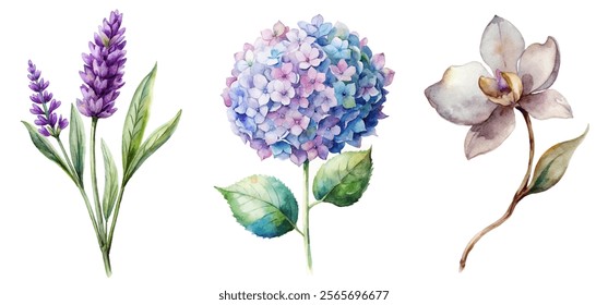 Watercolor floral illustration, lavender flowers, hydrangea blooms, orchid design, botanical art, nature-inspired decor.