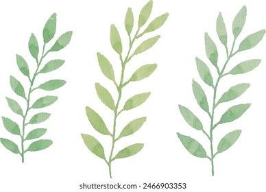 Watercolor floral leaf illustration set - green leaf branches collection for wedding stationary, greetings, wallpapers, fashion, background. Eucalyptus, olive, green leaves, etc	