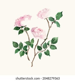 Watercolor floral roses illustration. Flower , green leaves for wedding invitations, anniversary, birthday, postcards, greetings, cards, logo.