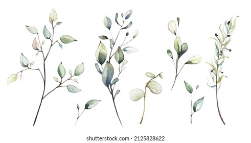 Watercolor floral set of dried eucalyptus, leaves, branches, twigs etc. Vector traced illustration isolated. 