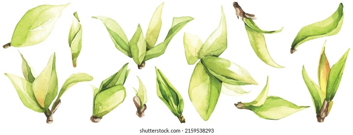 Watercolor floral set of green leaves, branches, twigs etc. Vector traced isolated greenery illustration. 