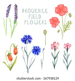 Watercolor floral set. Set of hand drawn  plants  and flowers for design. Provence field flowers^ cornflower, poppy, sweet pea, lavender, clove