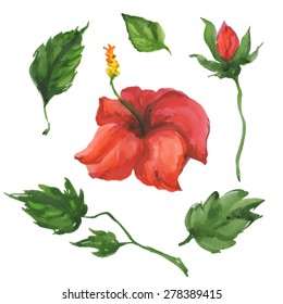 watercolor floral set isolated on white background. hand painted green leaves, flowers and branches. vector  illustration