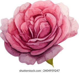 Watercolor floral texture pink rose