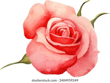 Watercolor floral texture pink rose