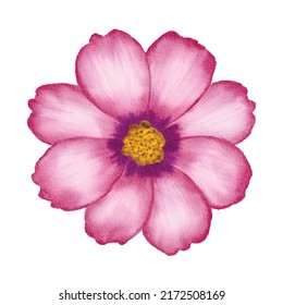 Watercolor flower drawing on paper