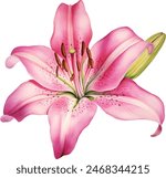 Watercolor flower, hand drawn illustration of lilies, bright floral elements isolated on white background.