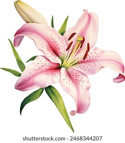 Watercolor flower, hand drawn illustration of lilies, bright floral elements isolated on white background.