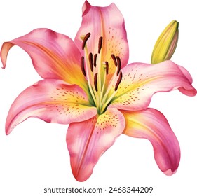 Watercolor flower, hand drawn illustration of lilies, bright floral elements isolated on white background.