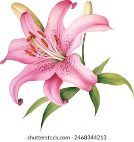 Watercolor flower, hand drawn illustration of lilies, bright floral elements isolated on white background.