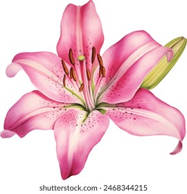 Watercolor flower, hand drawn illustration of lilies, bright floral elements isolated on white background.