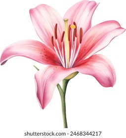 Watercolor flower, hand drawn illustration of lilies, bright floral elements isolated on white background.