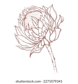 Watercolor flower with hand-painted tropical protea flower in pastel colors. Romantic illustration, perfect for decorating postcards or scrapbooking