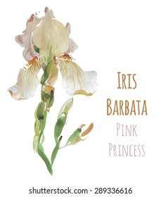 Watercolor flower Iris white