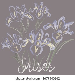watercolor flower Irises and background