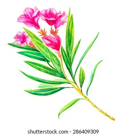 watercolor flower oleander