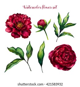 Watercolor flower peony, flowers and leaves peonies, watercolor rose isolated on white background, floral set, vector design for invitation, wedding, save the date, card, holiday, summer design