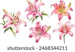 Watercolor flower set, hand drawn illustration of lilies, bright floral elements isolated on white background.