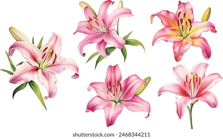 Watercolor flower set, hand drawn illustration of lilies, bright floral elements isolated on white background.